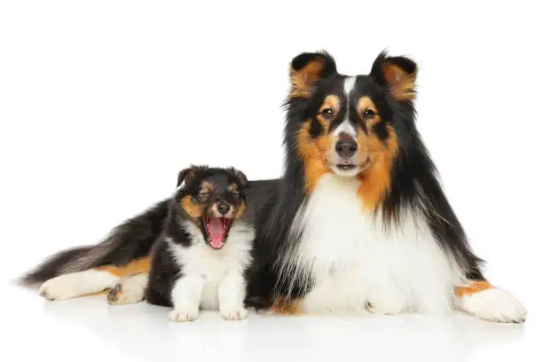 Shetland Sheepdog family. Father and son posing on white background