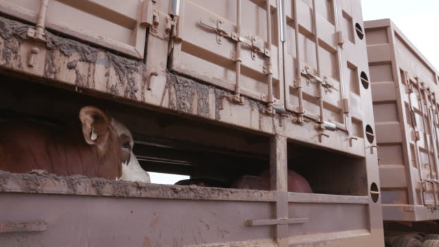 Terrified look in a cows eye being transported on a truck to an abattoir