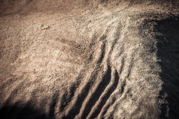 istock African Elephant skin close-up 824030454