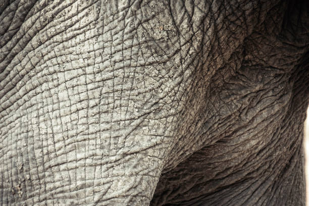 istock African Elephant skin close-up 824032782