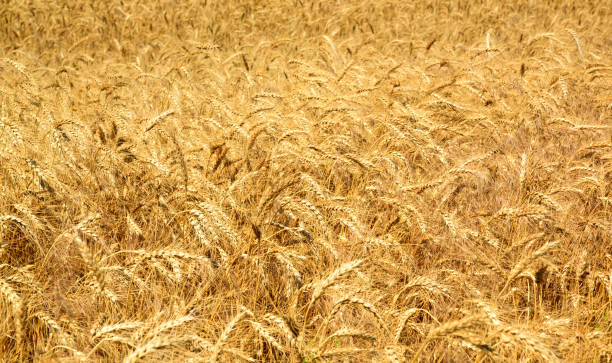 istock Field with ripe yellow wheat 824033584