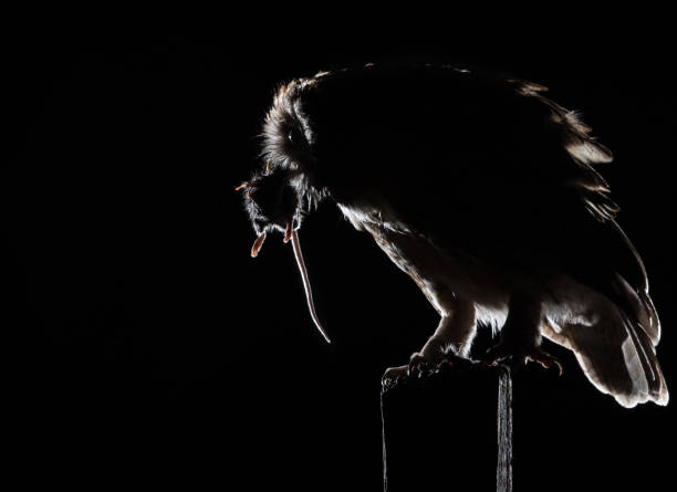Juvenile Common Myna bird eating a beetle