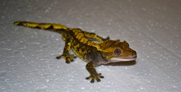 istock Crested gecko, Correlophus ciliatus 824036846