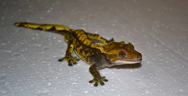 Photo of Crested gecko, Correlophus ciliatus