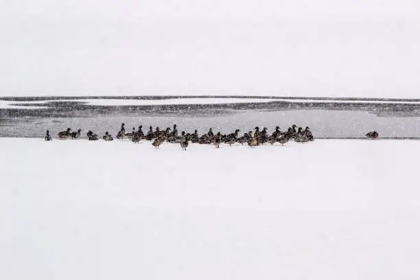 Photo of Ducks at the frozen lake