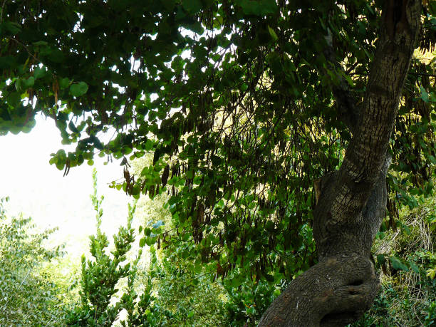 istock Hiking in Israel 824037030
