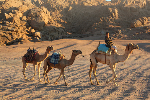 Egypt, Hurghada, Januar 13, 2015: Egyptian bedouin ride camel caravan through the desert on sunset in Egypt, Hurghada, Januar 13,2015.