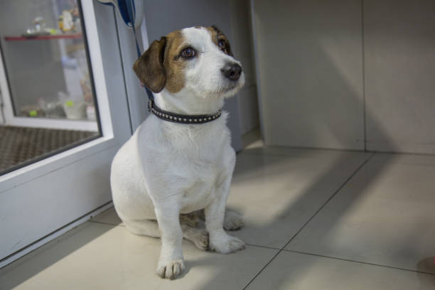 jack russell terrier leash waiting for master - terrier jack russell imagens e fotografias de stock