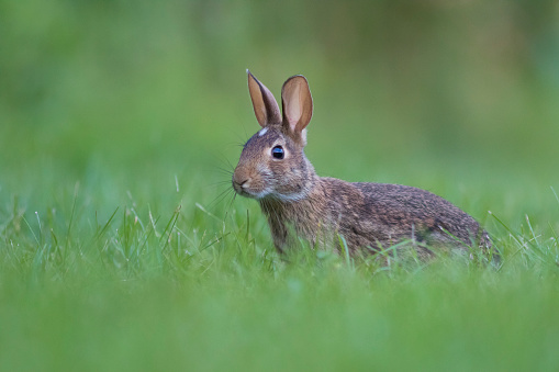 Eastern cottontail rabbit baby