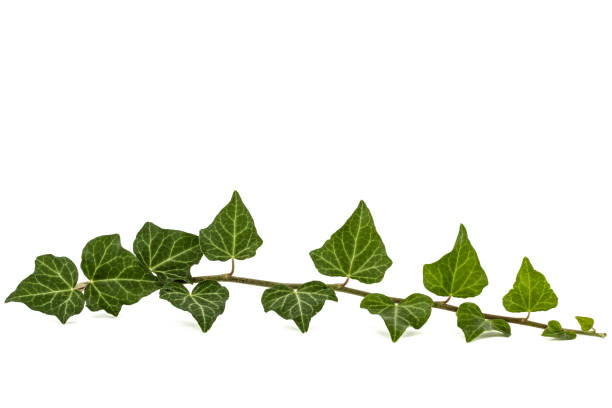 istock Green Ivy branch, isolated on white background 824042914
