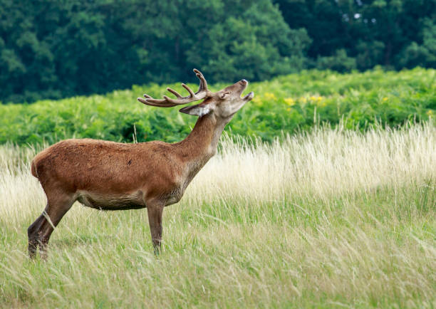 a young male red deer - richmond park imagens e fotografias de stock