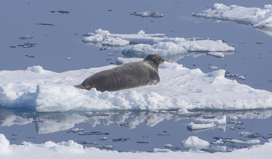 Wild harp seal in Svalbard, Norway the island chain north of Europe in the Arctic.