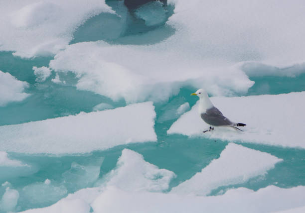 istock Kittiwake Gulls in the Arctic Ocean over the Pack Ice 824045914