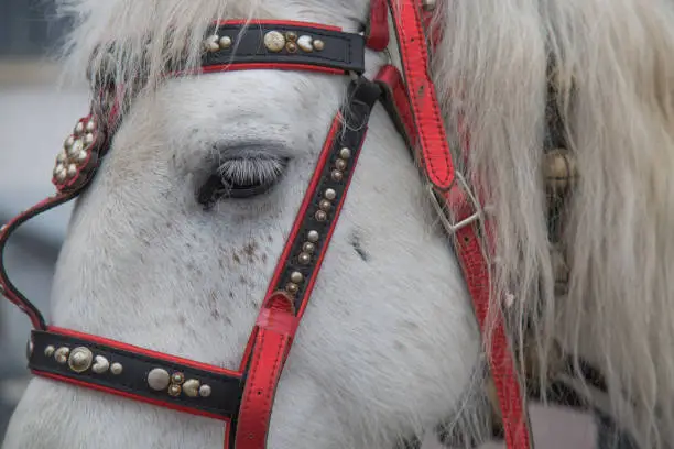 Photo of White horse head closeup eyes red frenum