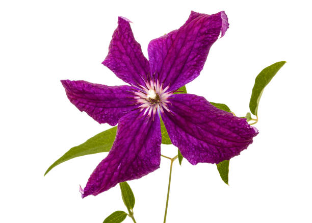 istock Purple clematis flower, isolated on white background 824048400