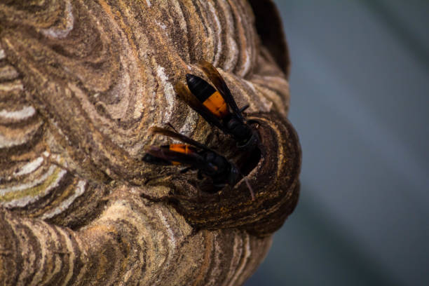 istock wasp Nest created for living. And embryo protection 824051812