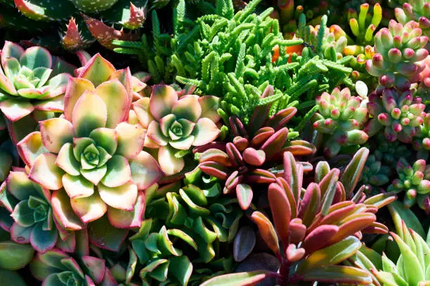 Photo of Variety of succulents in a drought-tolerant environment