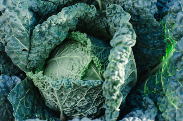istock fresh Big cabbage in the garden 824052660
