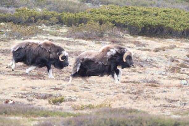 istock Musk oxEn Dovrefjell National Park Norway 824052980