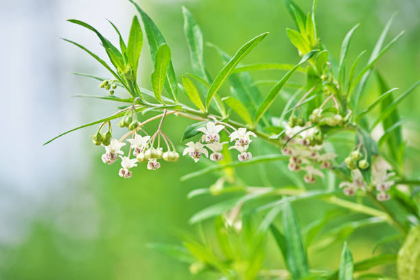 Gomphocarpus physocarpus Gomphocarpus physocarpus gomphocarpus physocarpus stock pictures, royalty-free photos & images
