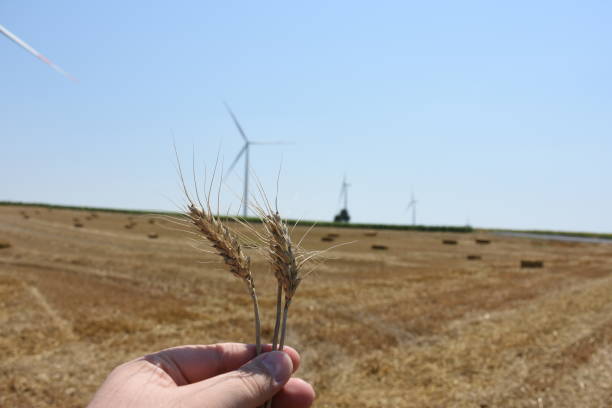 istock Golden wheat field and Wind power plant 824053966