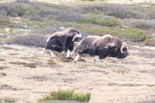 istock Musk oxEn Dovrefjell National Park Norway 824056024