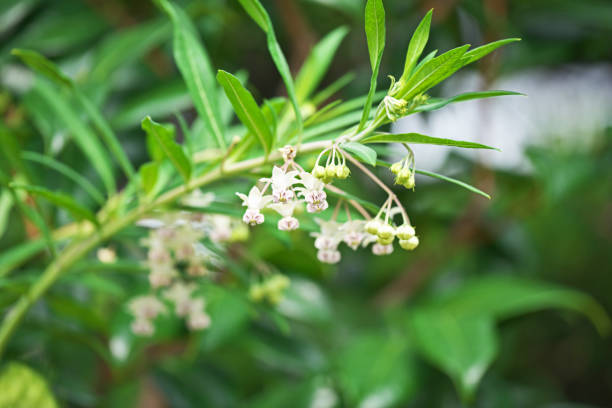 Gomphocarpus physocarpus Gomphocarpus physocarpus gomphocarpus physocarpus stock pictures, royalty-free photos & images