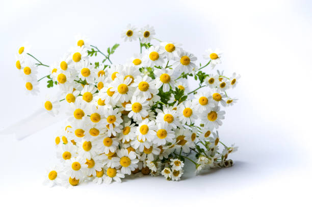 istock Chamomile flowers bouquet on white background 824056294