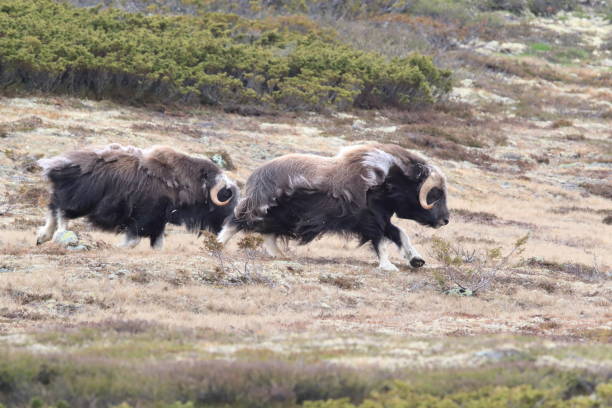 istock Musk oxEn Dovrefjell National Park Norway 824056790