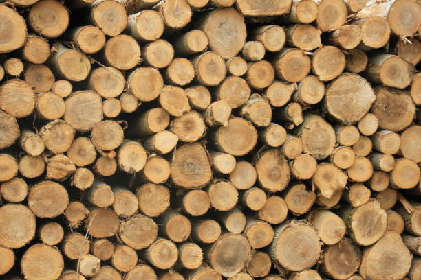 istock Chopped fuel wood in a forest 824057662