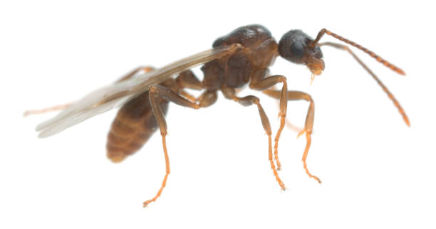istock Extreme closeup of winged ant isolated on white background 824058008