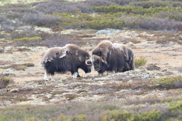 istock Musk oxEn Dovrefjell National Park Norway 824058066