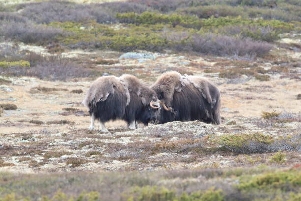 istock Musk oxEn Dovrefjell National Park Norway 824063712