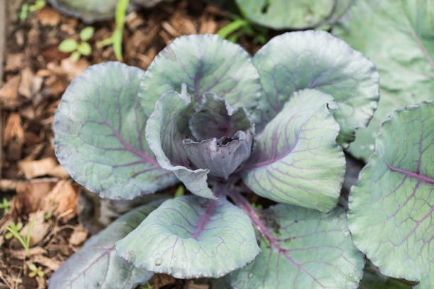 istock Fresh organic salads in cultivated field 824063952