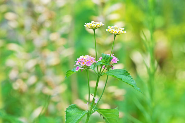 Lantana camara