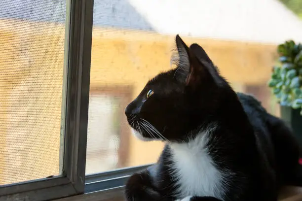 Photo of cat looking upward out window