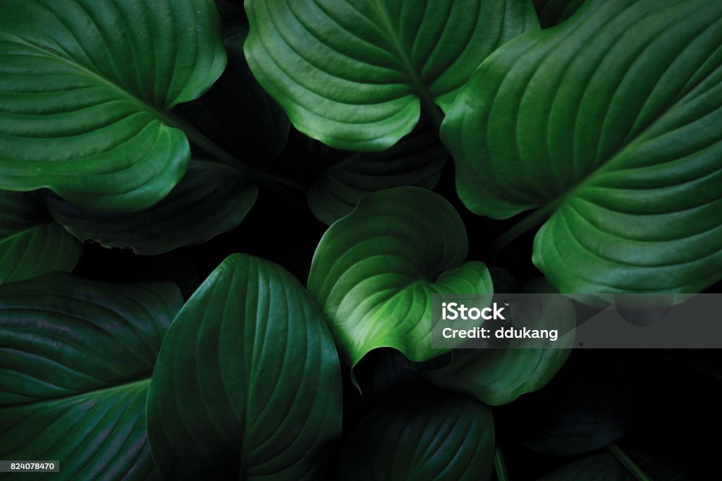 緑の葉のバックグラウンド - 葉のロイヤリティフリーストックフォト