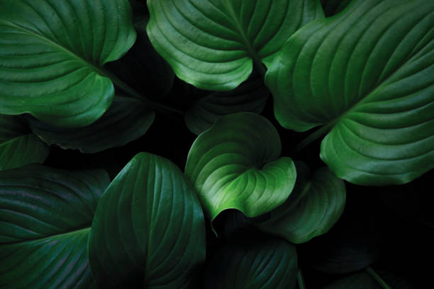 Green Leaves Background Shadow, Condiment, Leaf, Nature, Backgrounds hosta photos stock pictures, royalty-free photos & images