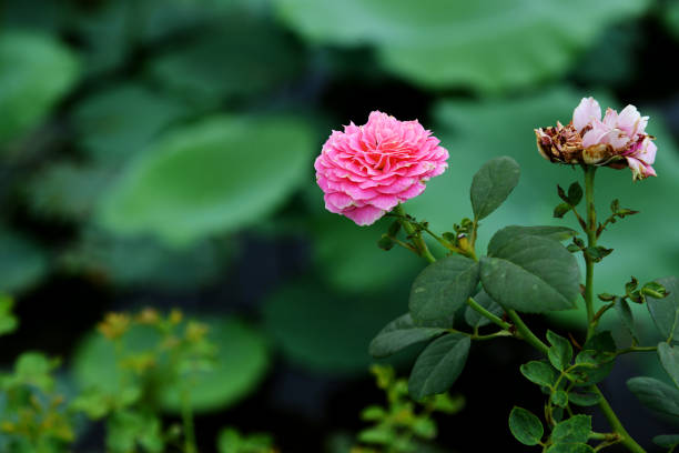 Pink lotus bloom in the morning sunlight in the north of Vietnam.