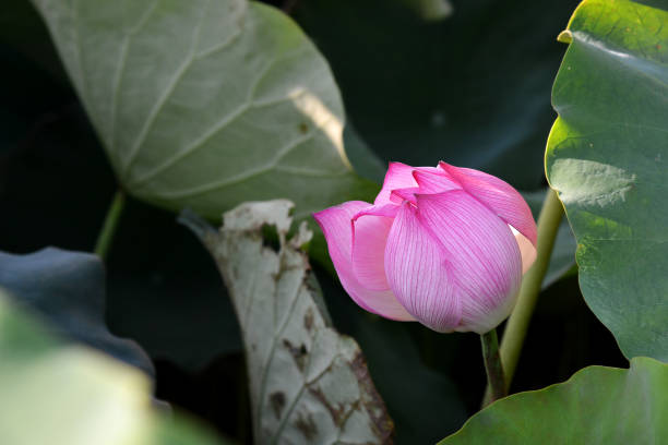 istock Blooming lotus in the morning 824078792