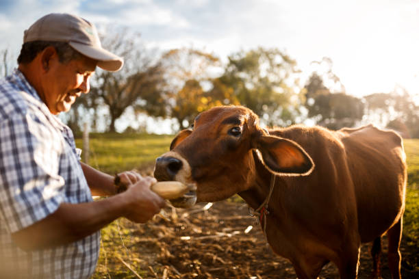 счастливая корова, накормленная фермером - livestock cow cattle animal стоковые фото и изображения