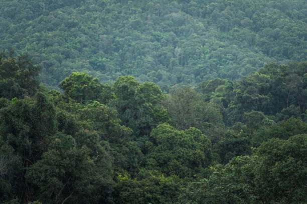 istock Nature tourism forest Rainy day 824080162