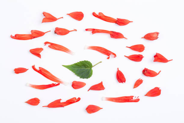 istock Salvia splendens flowers and green leaf on the white background. 824082522
