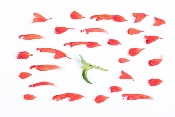 istock Salvia splendens flowers and green leaf on the white background. 824083128