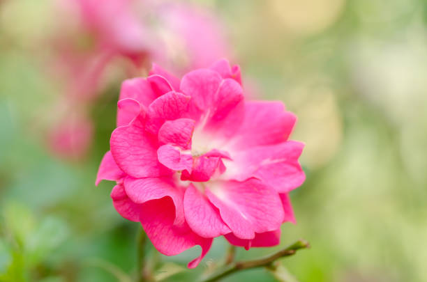 Pink rose flower blossom in a garden,popular flower in Valentine day