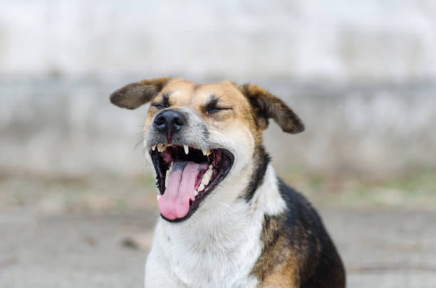istock Brown dog is opening mouth and yawn 824087142