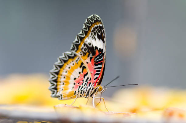istock Beautiful butterfly holding on piece of fruit 824089578