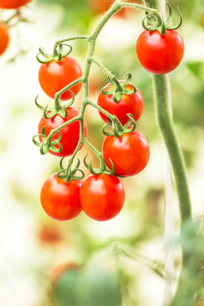 istock Close up red tomatoes hang on trees 824097606