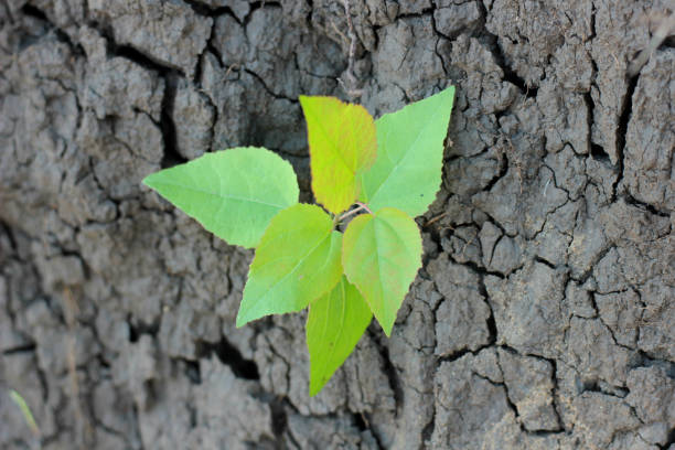 istock green leaves on dry land 824098018