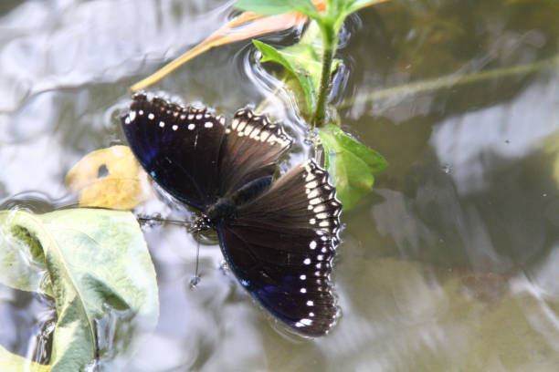 istock Dead butterfly and on the water 824101552
